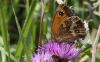 EOS50D_2169Gatekeeper.jpg