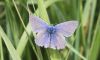 EOS50D_2201CommonBlue.jpg