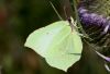 EOS50D_2363Brimstone.jpg