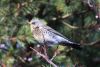 Fieldfare.jpg