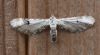 LimeSpeckPugMoth_9195.jpg