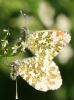 Orangetips2pair26052012.jpg