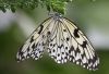 PaperKite2-4298.jpg