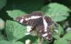 WhiteAdmiral1.jpg