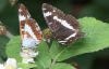 WhiteAdmiral2.jpg