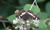 WhiteAdmiral290713.jpg