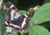 WhiteAdmiral3.jpg