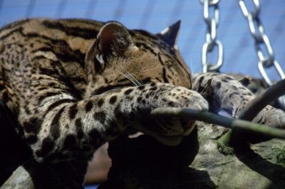 Lynx
Keywords: Cat