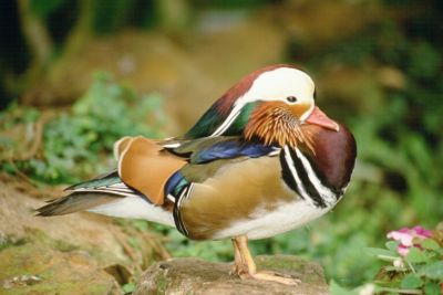 Mandarin Drake
Keywords: Birds