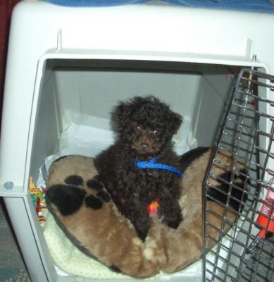 Bruno
Keywords: Dogs