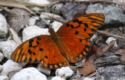 The Tropical Silverspot
The Tropical Silverspot 	(Dione (Agraulis) vanillae insularis) 
Spotted in Jamaica.
Keywords: Butterfly