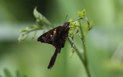 The Common Tailed Skipper
The Common Tailed Skipper 
(Urbanus proteus) 
Church's Jamaican Skipper

Keywords: Butterfly