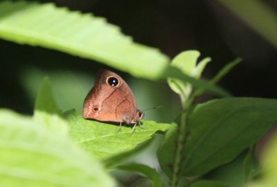 The Jamaican Satyr 
The Jamaican Satyr (Calisto zangis)

Keywords: Butterfly