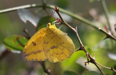 Clouded Sulphur
Clouded Sulphur - Colias philodice
Spotted in Jamaica.
Keywords: Butterfly