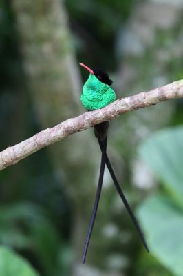 Red-billed Streamertail 
(Trochilus polytmus), also known as the Doctor Bird

Keywords: Hummingbird.
