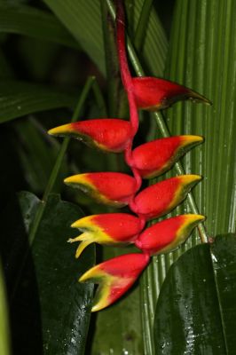 Heliconia pendula inflorescence 
Heliconia pendula inflorescence 
Cranbrook Flower Forest	
Runaway Bay, Jamaica 

Keywords: Flower.