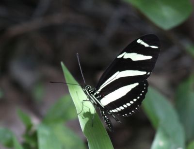 Zebra Longwing
Zebra Longwing Heliconius charithonia
Spotted in Jamaica.
Keywords: Butterfly