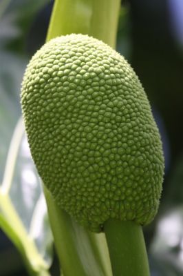 Breadfruit 
Breadfruit (Artocarpus altilis) 
Keywords: Jamaica