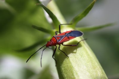 St. Andrew's cotton stainer
St. Andrew's cotton stainer Dysdercus andreae Members of the insect genus Dysdercus (Pyrrhocoridae; Heteroptera).

Keywords: Beetles