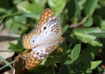 The White Peacock
The White Peacock(Anartia jatrophae) 
Spotted in Jamaica.

Keywords: Butterfly