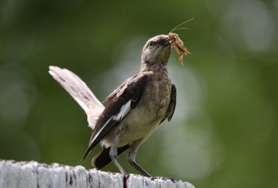Northern Mockingbird
Northern Mockingbird, 
Mimus polyglotto
in Jamaica

Keywords: Birds