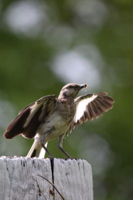 Northern Mockingbird
Northern Mockingbird in Jamaica.
Keywords: Birds