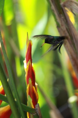 Red-billed Streamertail 
Red-billed Streamertail (Trochilus polytmus), also known as the Doctor Bird

Keywords: Hummingbird.