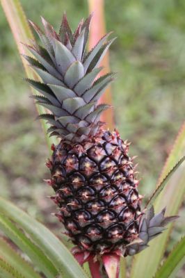 Pineapple
Keywords: Fruit.