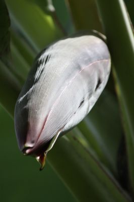 Bannana Flower
Keywords: Fruit.