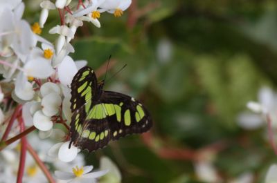 Antillean Malachite
Antillean Malachite	 (Siproeta stelenes stelenes)
Spotted in Jamaica.
Keywords: Butterfly