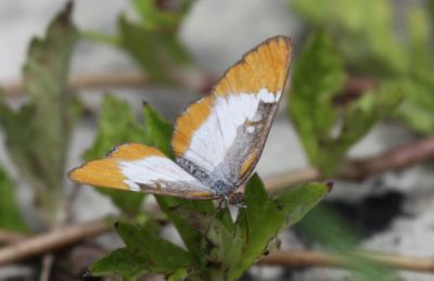 Jamaican Mestra
Jamaican Mestra	Mestra dorcas (Fabricius, 1775)

Keywords: Butterfly