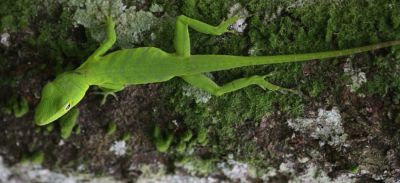 Jamaican Giant Anole
Jamaican Giant Anole 	(Anolis garmani) 

Keywords: Jamaica
