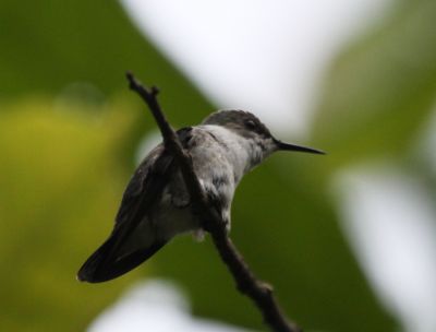Vervain hummingbird 
(Jamaican race, Mellisuga minima minima)

Keywords: Hummingbird.