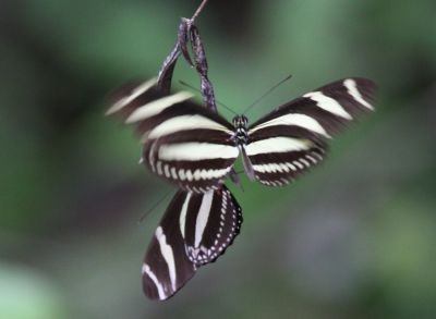 Zebra Longwing
Zebra longwings, 	
Heliconius charitonia charitonia, 
Spotted in Jamaica.
Keywords: Butterfly