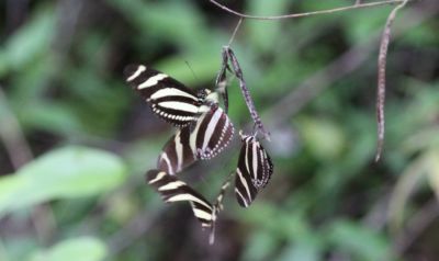 Zebra longwings
Zebra longwings, 	
Heliconius charitonia charitonia, 
Spotted in Jamaica.
Keywords: Butterfly