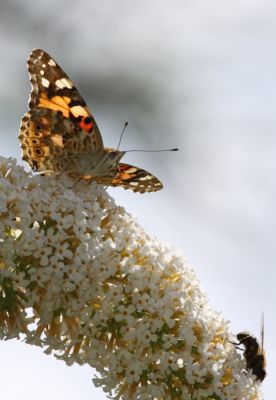 English painted Lady
English painted Lady Butterfly and Peacock (butterfly)
Distelfalter family (Vanessa cardui)
Keywords: butterfly