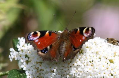 Peacock (butterfly)(August 2009)
Keywords: butterfly