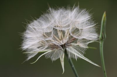 Flower gone toseed
Keywords: Flowers