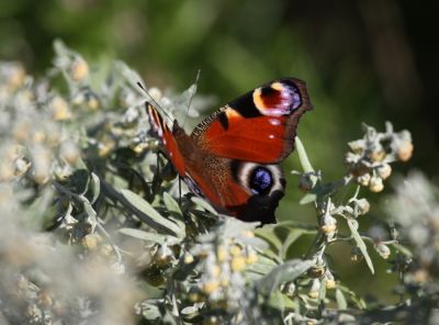 Peacock (butterfly)
Peacock (butterfly)
(Inachis io)
Keywords: Butterflies