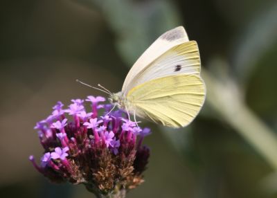 Small White
Artogeia rapae
Keywords: Butterfly