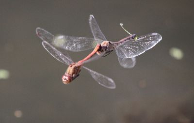 Dragonflies laying Egg
Keywords: Dragonfly