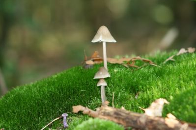 Fungi
Keywords: Toadstools