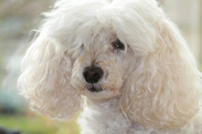 Lady
Keywords: Dogs