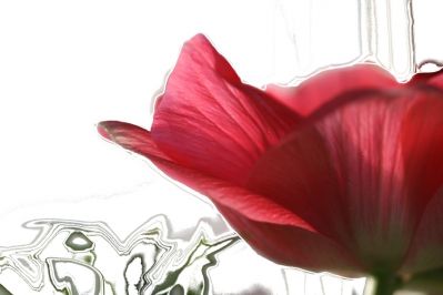 Poppy
Some gimp manipulation.
Keywords: Art