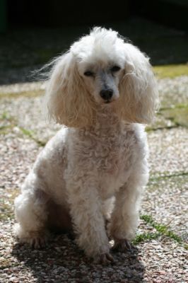 Lady
Keywords: Dogs