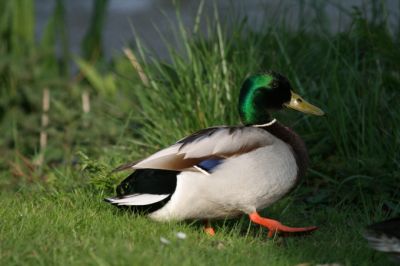 Mallard 
Keywords: Birds