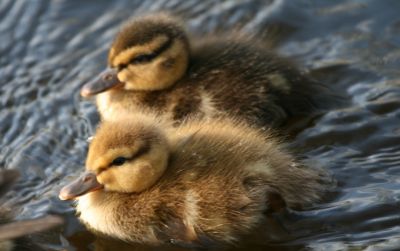 Mallard chicks
Keywords: Birds