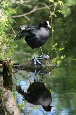 Coot
Eurasian Coot, or Common Coot, Fulica atra
Keywords: Birds