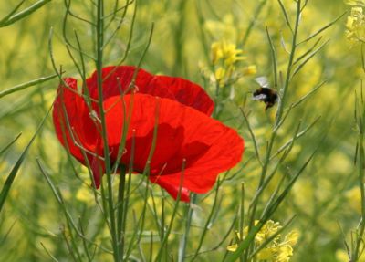Poppy and bee
Keywords: Flowers