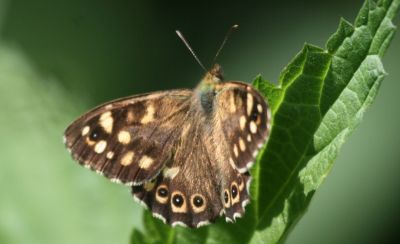 Wood butterfly (Female P. a. tircis)
Female P. a. tircis The Speckled Wood (Pararge aegeria) Butterfly
Keywords: Butterfly